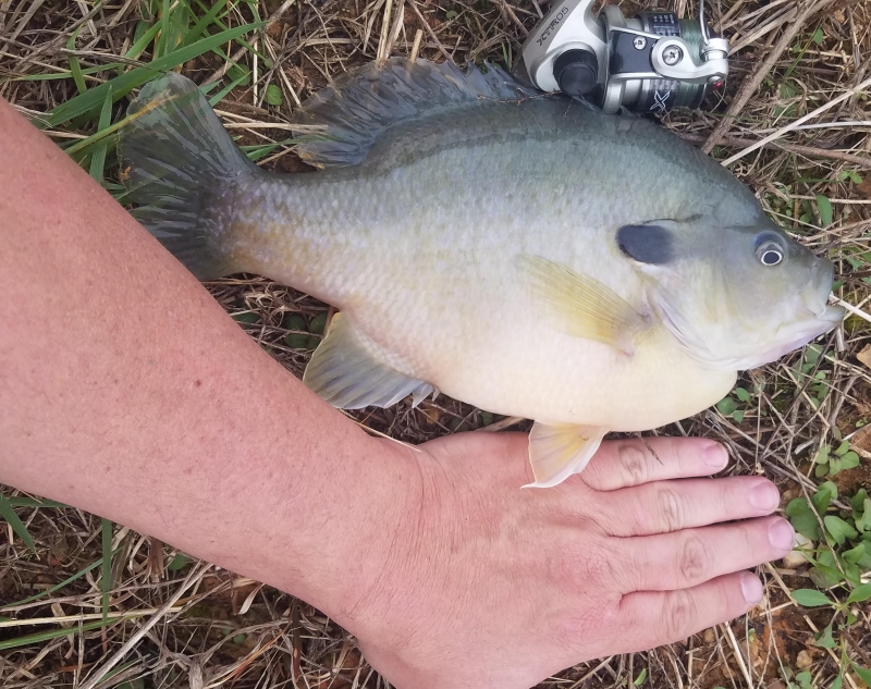 Attached picture BREAM 2 (2).jpg